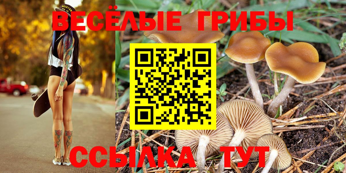 Галлюциногенные грибы Cubensis Курчатов